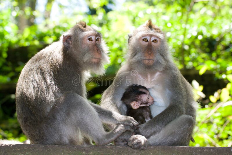 Monkey family - long tailed macaques