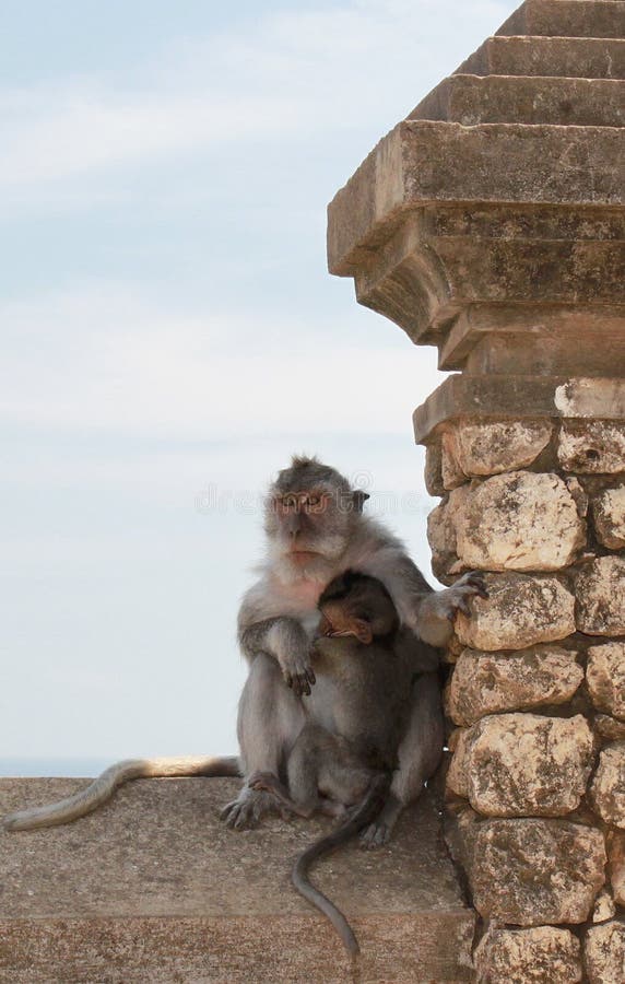 Monkey family. Mother and baby