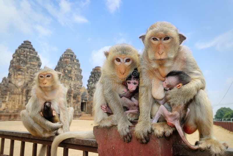 Monkey family royalty free stock image Monkey family royalty free stock image