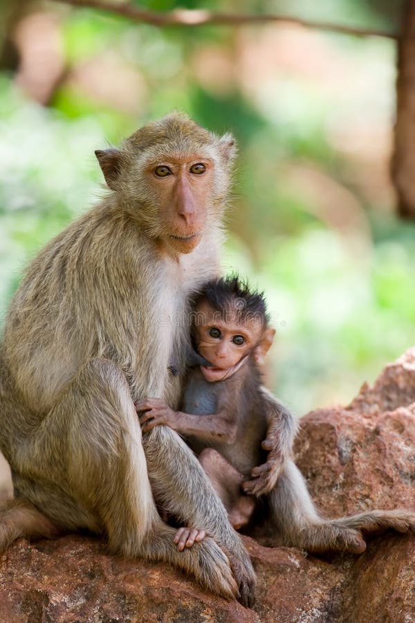 Monkey feeding