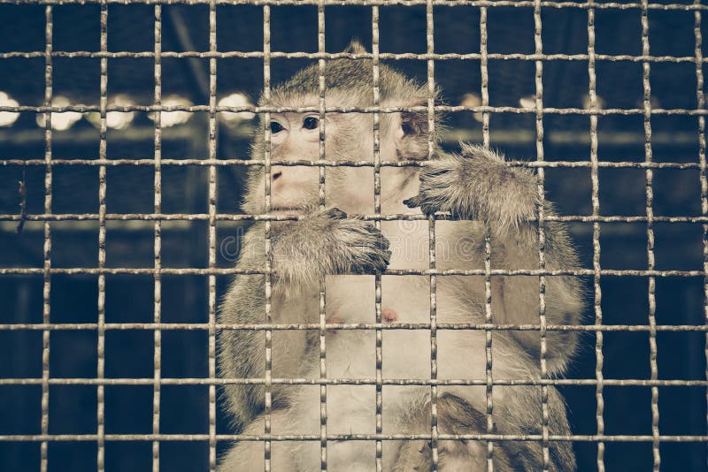 Monkey Feeling Sad In The Cage Stock Image Image of trap, bars 111981411