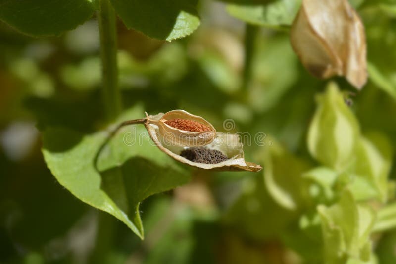Monkey flower stock image. Image of seeds, close, cracked 255053975