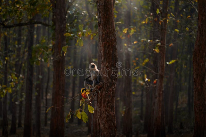 Monkey in the forest, guard in evening sunset. Malabar Sacred Langur, Semnopithecus hypoleucos, sitting on the tree, animal in the habitat. Wildlife, langur in nature, Kabini Nagarhole NP, India. Semnopithecus hypoleucos stock images, royalty-free photos and pictures