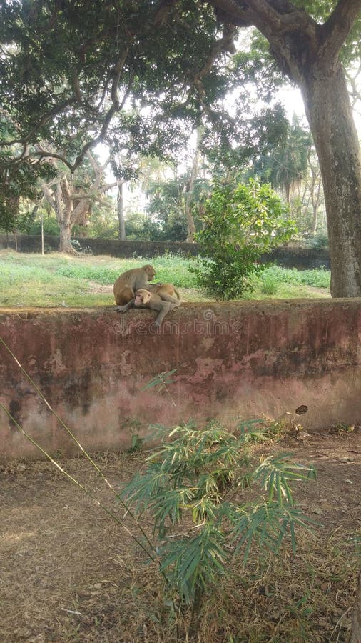 Monkey at Guwahati Zoo India Assam Stock Photo Image of india, assam