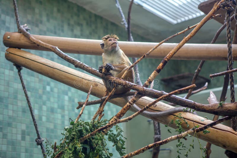 Purple-faced langur - Wikipedia