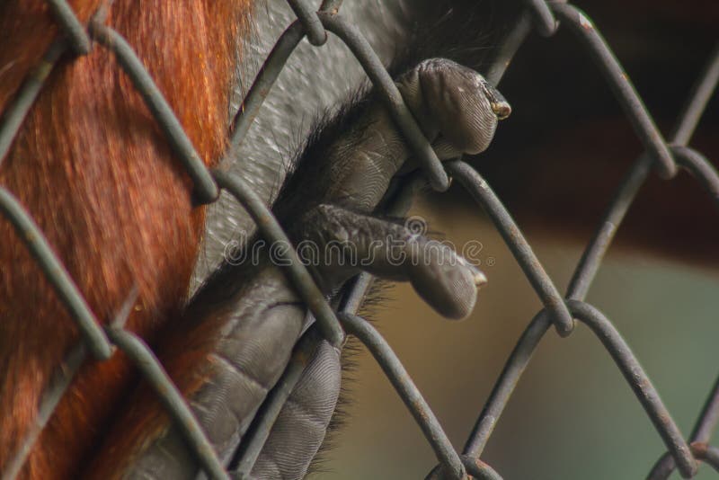 The monkey hand holding the cage stock photos The monkey hand holding the cage stock photos