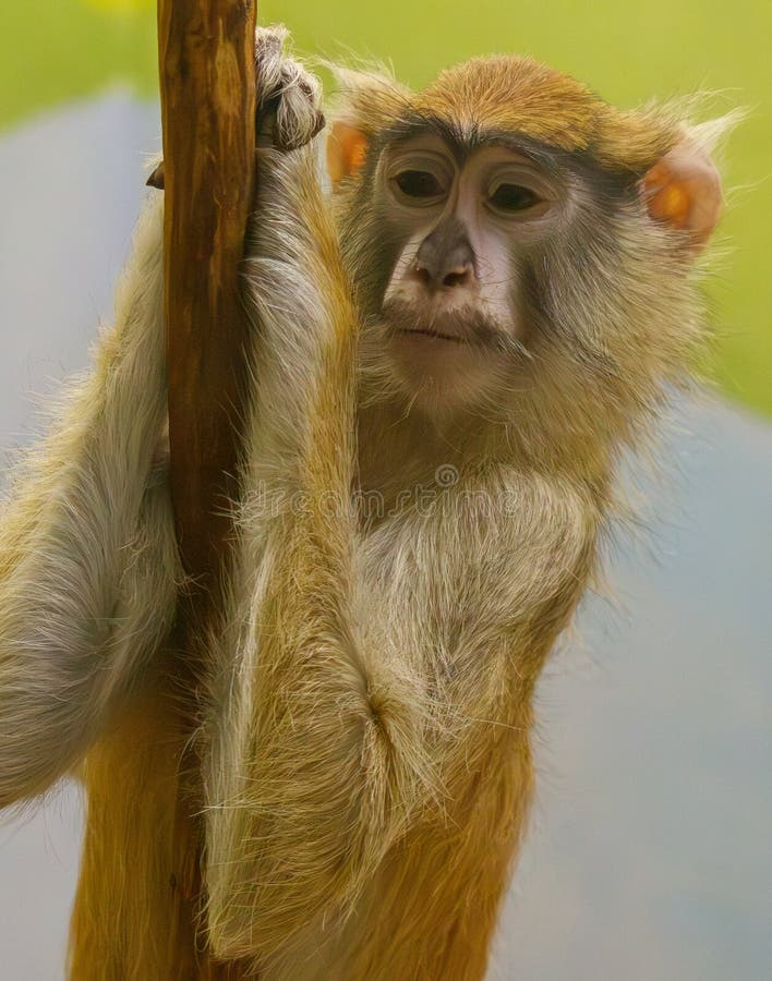 A monkey is hanging from a tree branch stock images