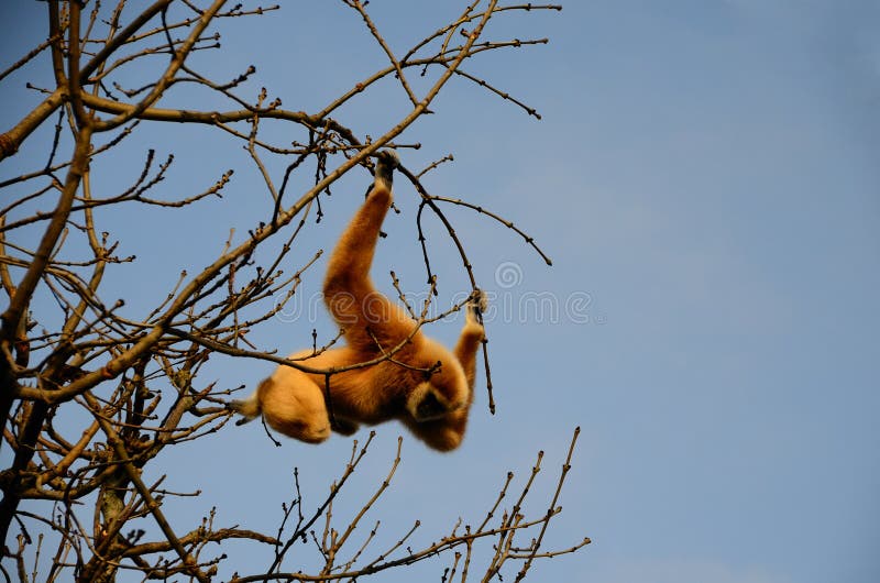 Monkey hanging from a tree stock image. Image of striped 48369379