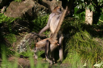 Monkey having sex stock image. Image of long, animal, tree - 901683