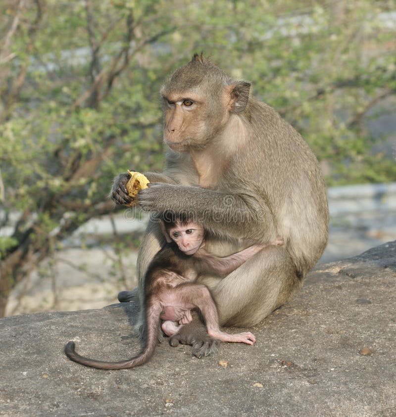 A monkey with her baby