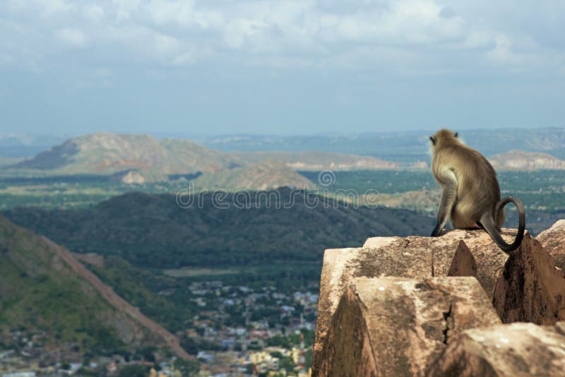 Monkey Keeping a Lookout