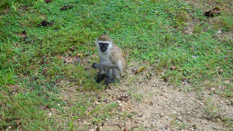 Monkey In Kenya Stock Photo Image Of Africa Landscape 120734400