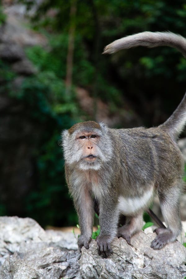 Monkey in Krabi Thailand/ Animal stock image Monkey in Krabi Thailand/ Animal stock image