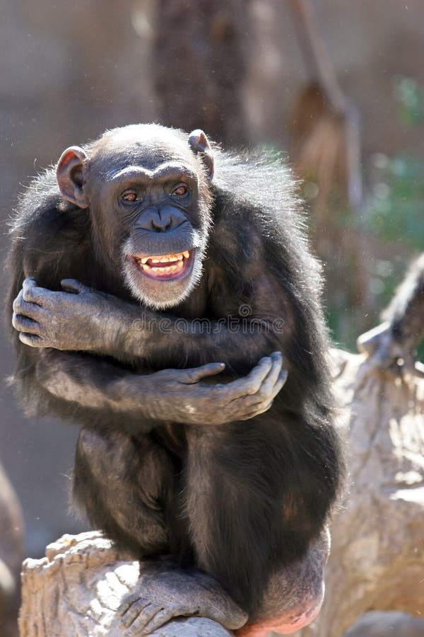 Monkey la risata e ghignare alle folle al giardino zoologico fotografia stock