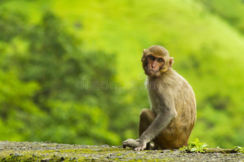 Monkey la seduta sulla parete del bordo della strada nel ghat di Varandha, Pune fotografia stock Monkey la seduta sulla parete del bordo della strada nel ghat di Varandha, Pune fotografia stock