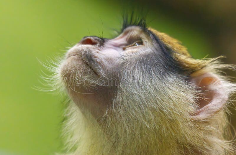 A monkey with a long nose and a long furry tail royalty free stock photos