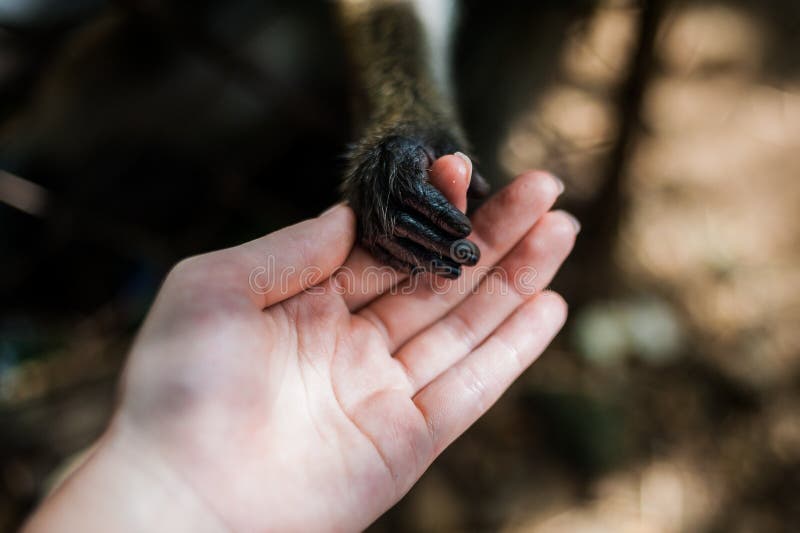 Monkey Looking through the Bars Stock Image Image of monkey, gorilla