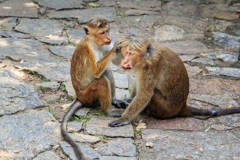 monkey los cuidados femeninos para un mono masculino herido fotografía de archivo monkey los cuidados femeninos para un mono masculino herido fotografía de archivo