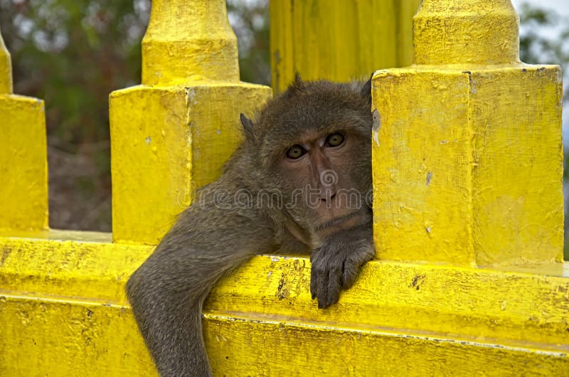 A high-quality photo of a monkey taking a selfie in | Stable Diffusion