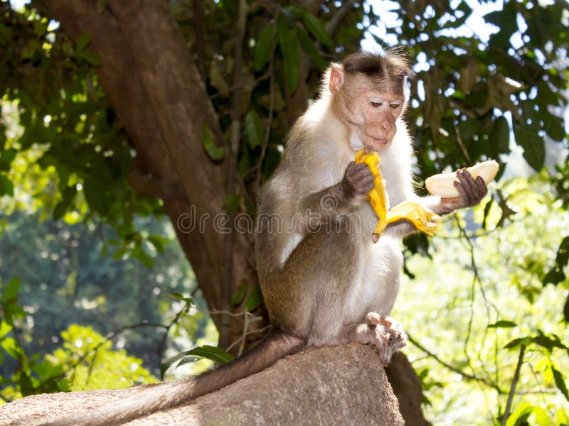 Monkey manger une banane, Goa, Inde photo libre de droits