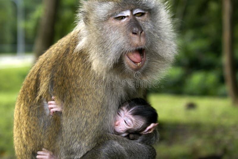 Monkey mommy yawning