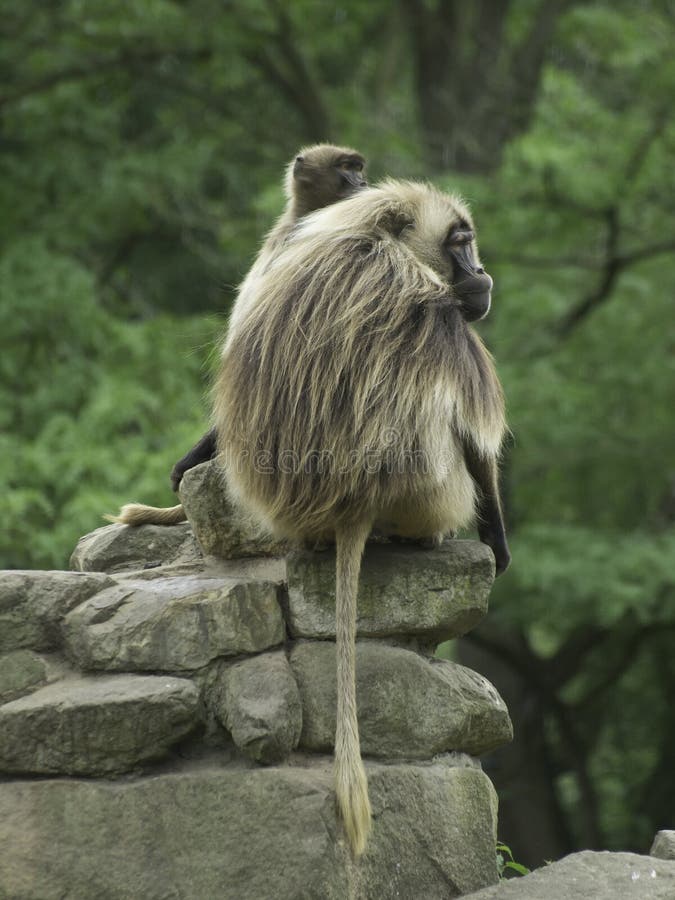 Monkey stock photo. Image of rock, animals, monkey, rocks 33826032