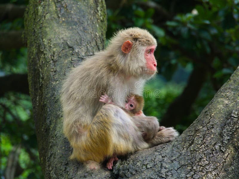 Monkey mother and child in a wild forest sitting on a tree