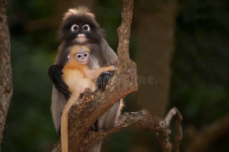 Monkey mother and her baby on tree ( Presbytis obscura reid ).