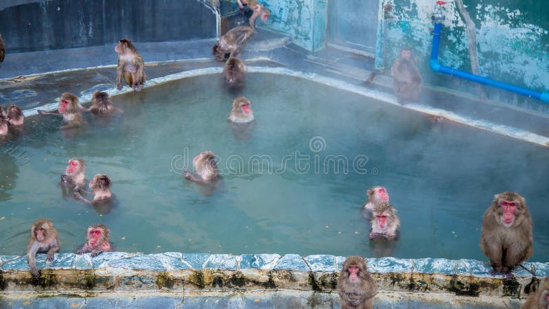 Monkey nel onse della scimmia della vasca o di chiamata della sorgente di acqua calda immagini stock libere da diritti Monkey nel onse della scimmia della vasca o di chiamata della sorgente di acqua calda immagini stock libere da diritti