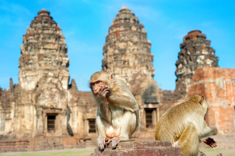 Monkey o templo foto de stock Monkey o templo foto de stock