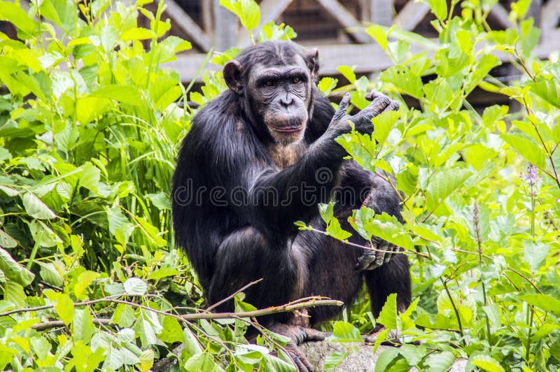 Odense Zoo Photos Free Royalty Free Stock Photos From Dreamstime