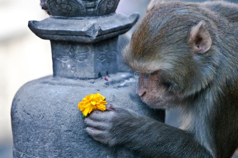 Monkey offers a flower stock photo. Image of short, flower 21174858