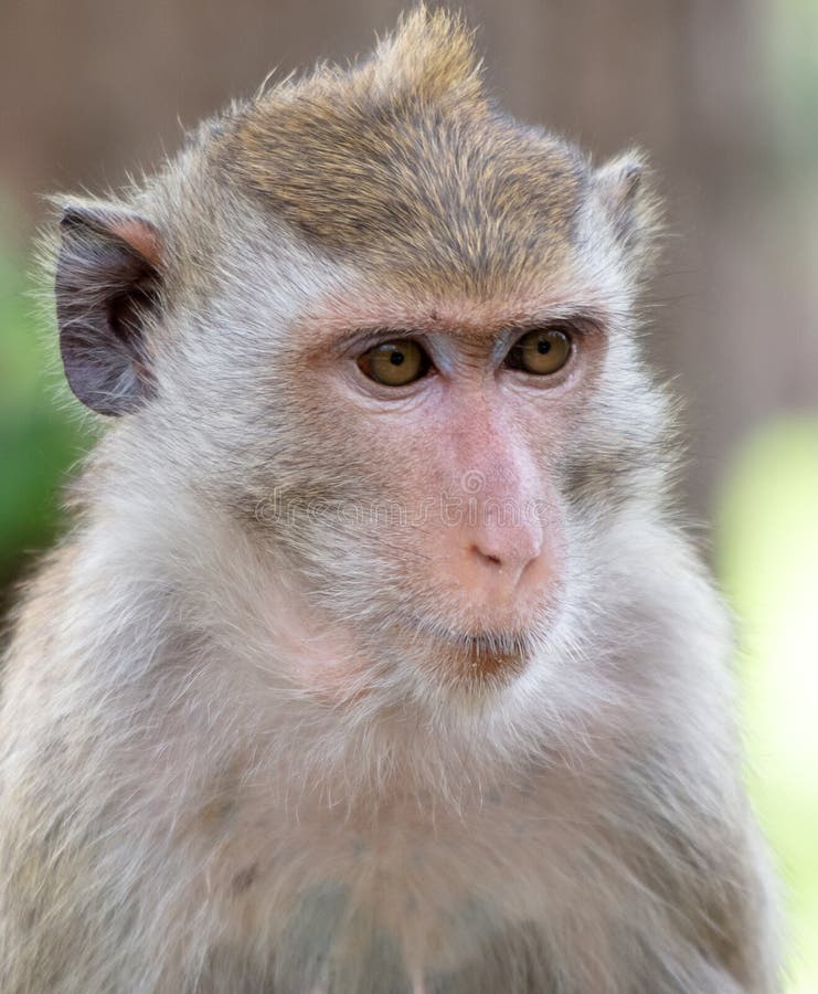 Monkey outdoors in a tropical park royalty free stock photos