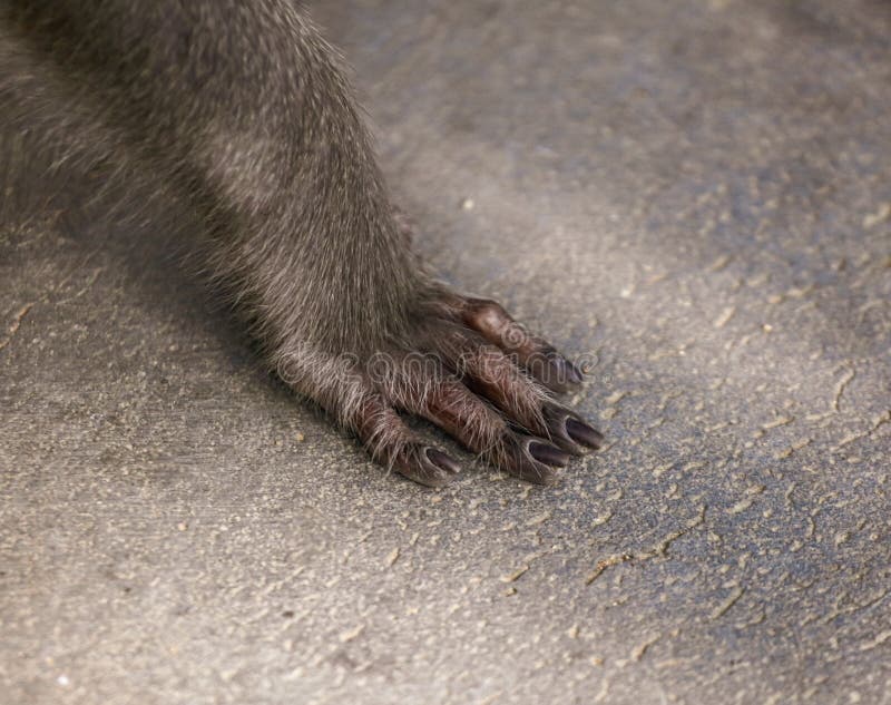 monkeys paw pictures monkeys paw pictures