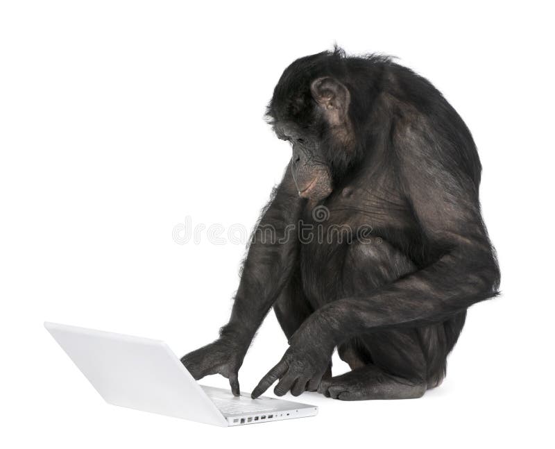Monkey Playing With A Laptop Stock Photo - Image of bonobo, background