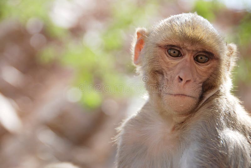 Monkey portrait