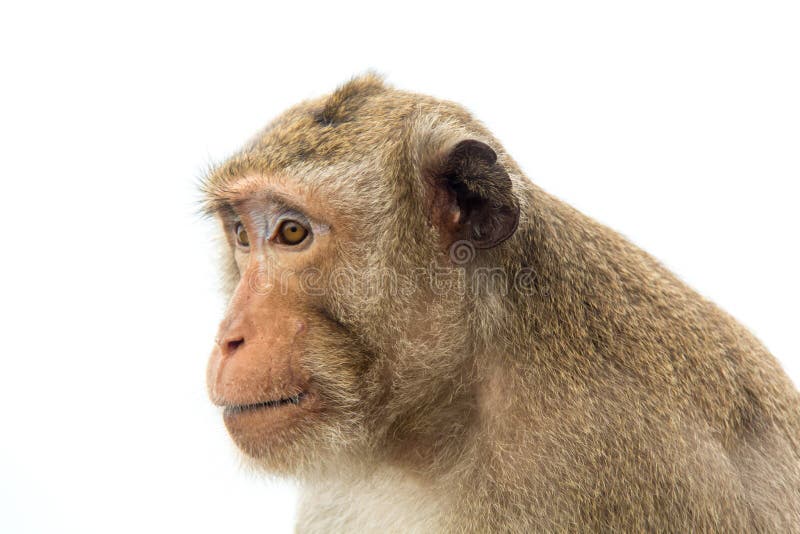 Monkey of Portrait Isolated White Background Stock Image - Image of color,  barbados: 116107329
