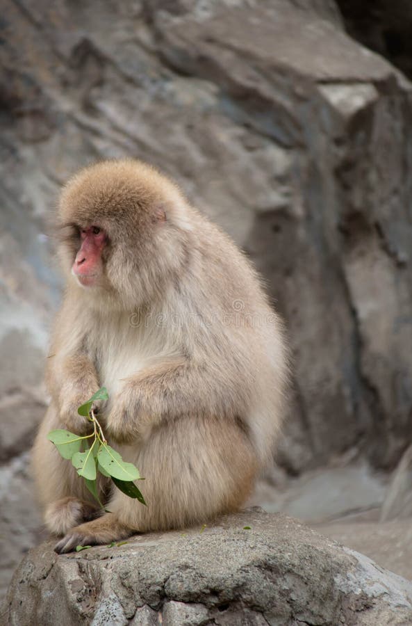 Monkey stock photo Monkey stock photo