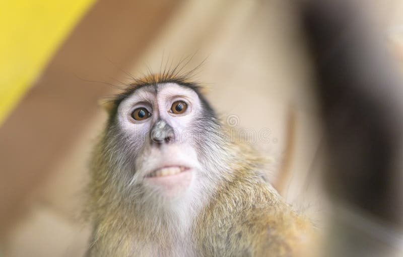 Monkey portrait in the zoo. stock images