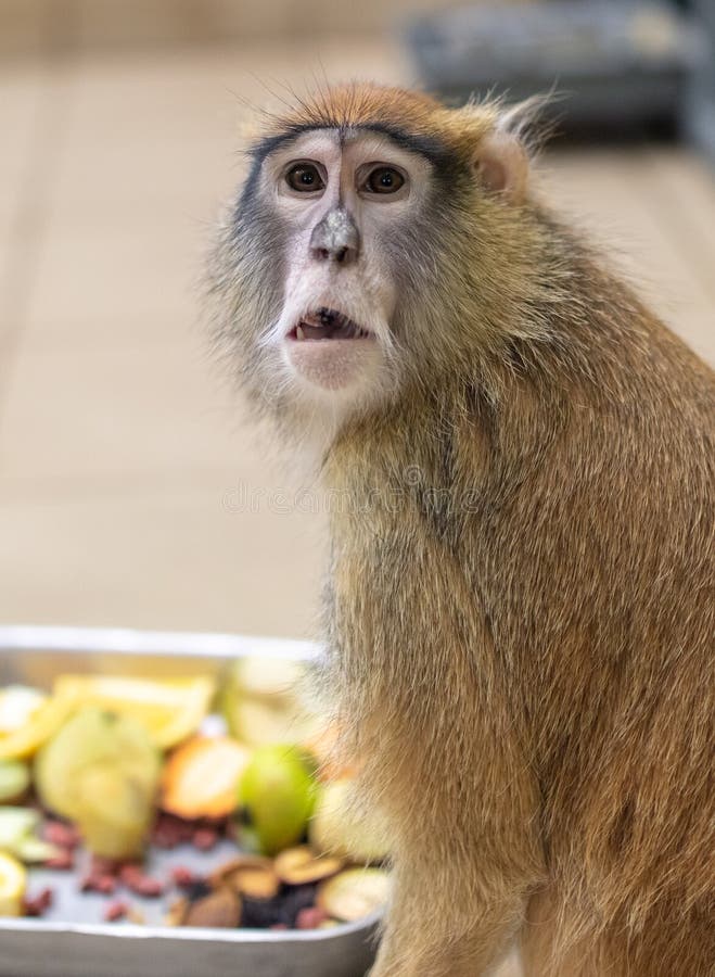 Monkey portrait in the zoo. royalty free stock image