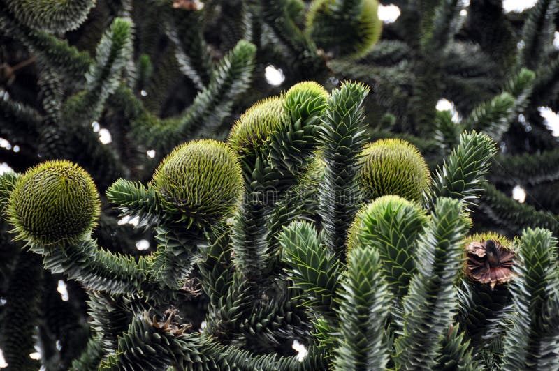 Monkey Puzzle Tree (araucaria) stock images