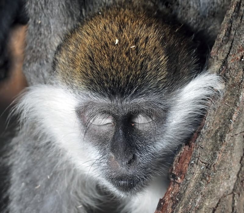 Monkey`s Peacefull Head with Closed Eyes Closeup Stock Photo Image