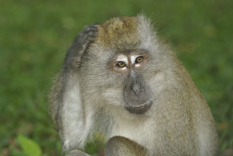 Monkey Scratching Head Stock Photos Image 3672743