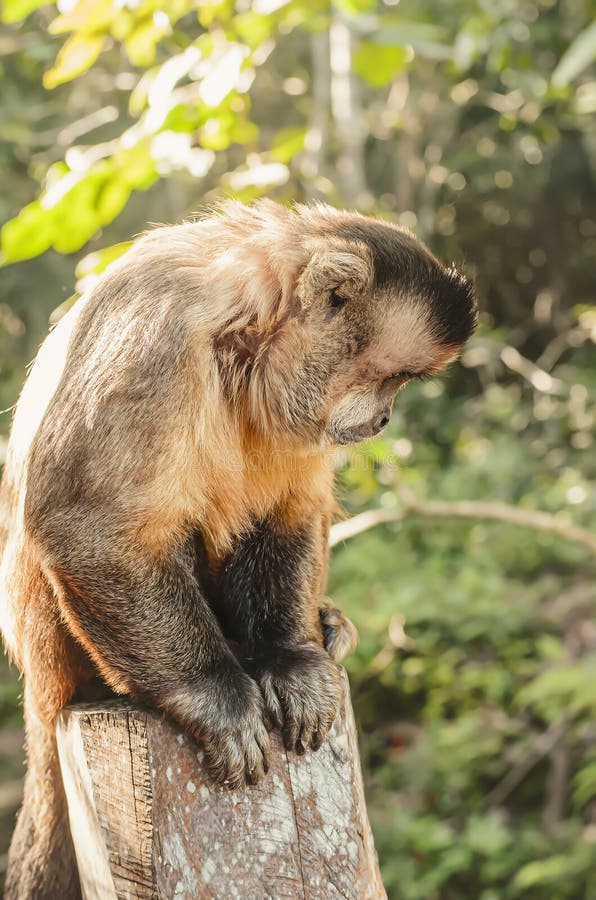 Brazilian Monkey, Macaco Prego Stock Image - Image of cebus, tuft