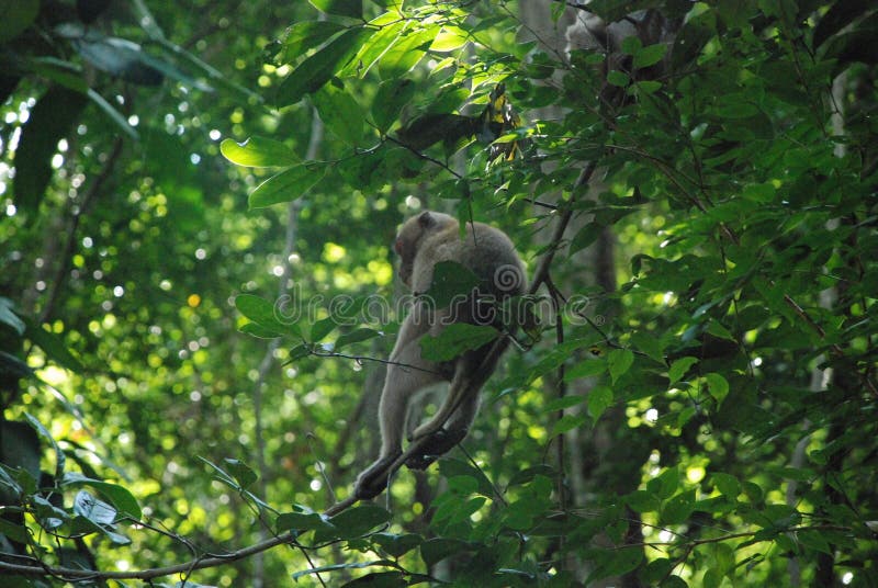 A monkey sits on a tree in the jungle of Thailand royalty free stock images A monkey sits on a tree in the jungle of Thailand royalty free stock images