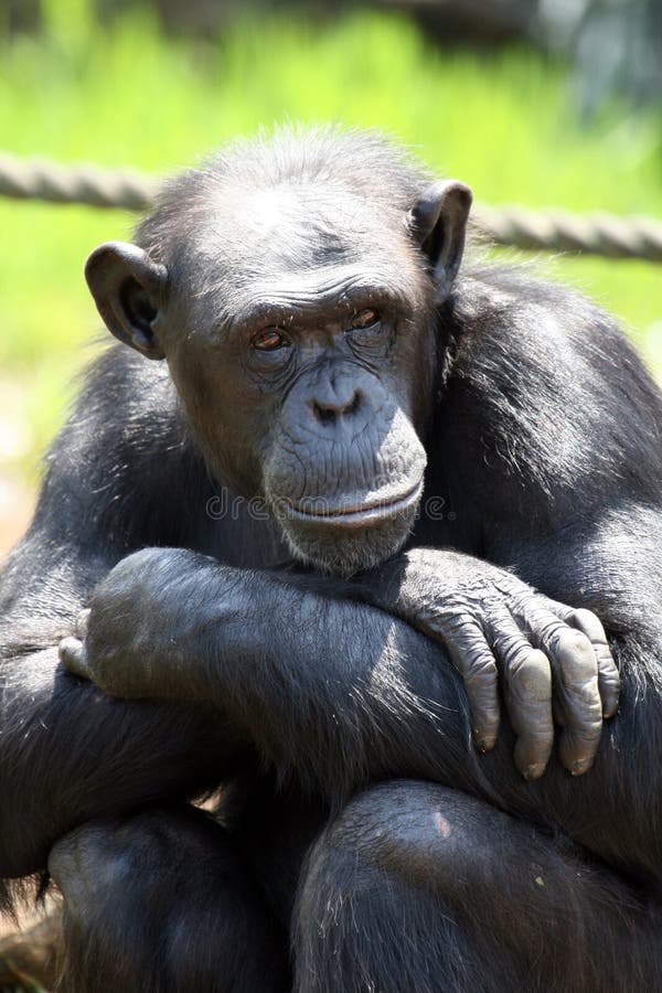 Monkey sitting royalty free stock photo