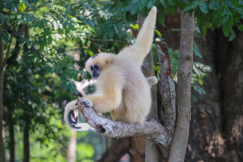 Monkey sitting with back, turned head, sitting on branch tree royalty free stock photography