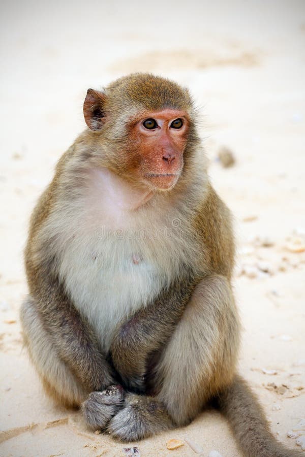 Monkey sitting on the beach in Asia royalty free stock photo