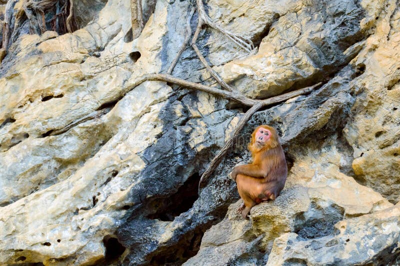 Скала обезьяна. Скальные обезьяны Вьетнама. Обезьяны в скалах. Обезьяна сидит на скале. Скала и мартышка.