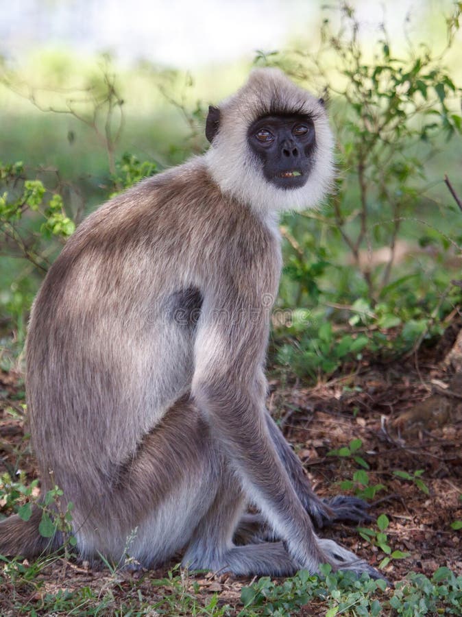 A monkey is sitting on the ground in a grassy area stock photography